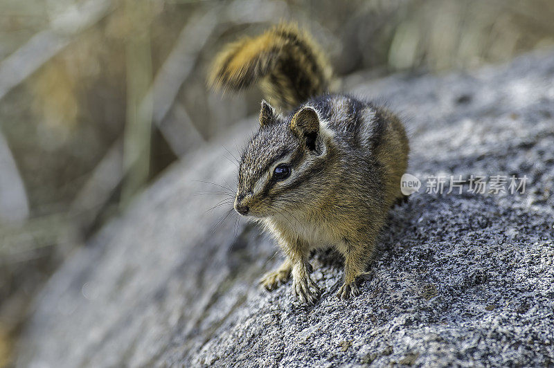 最小的花栗鼠(Neotamias minimus)是最小的花栗鼠种类。黄石国家公园。